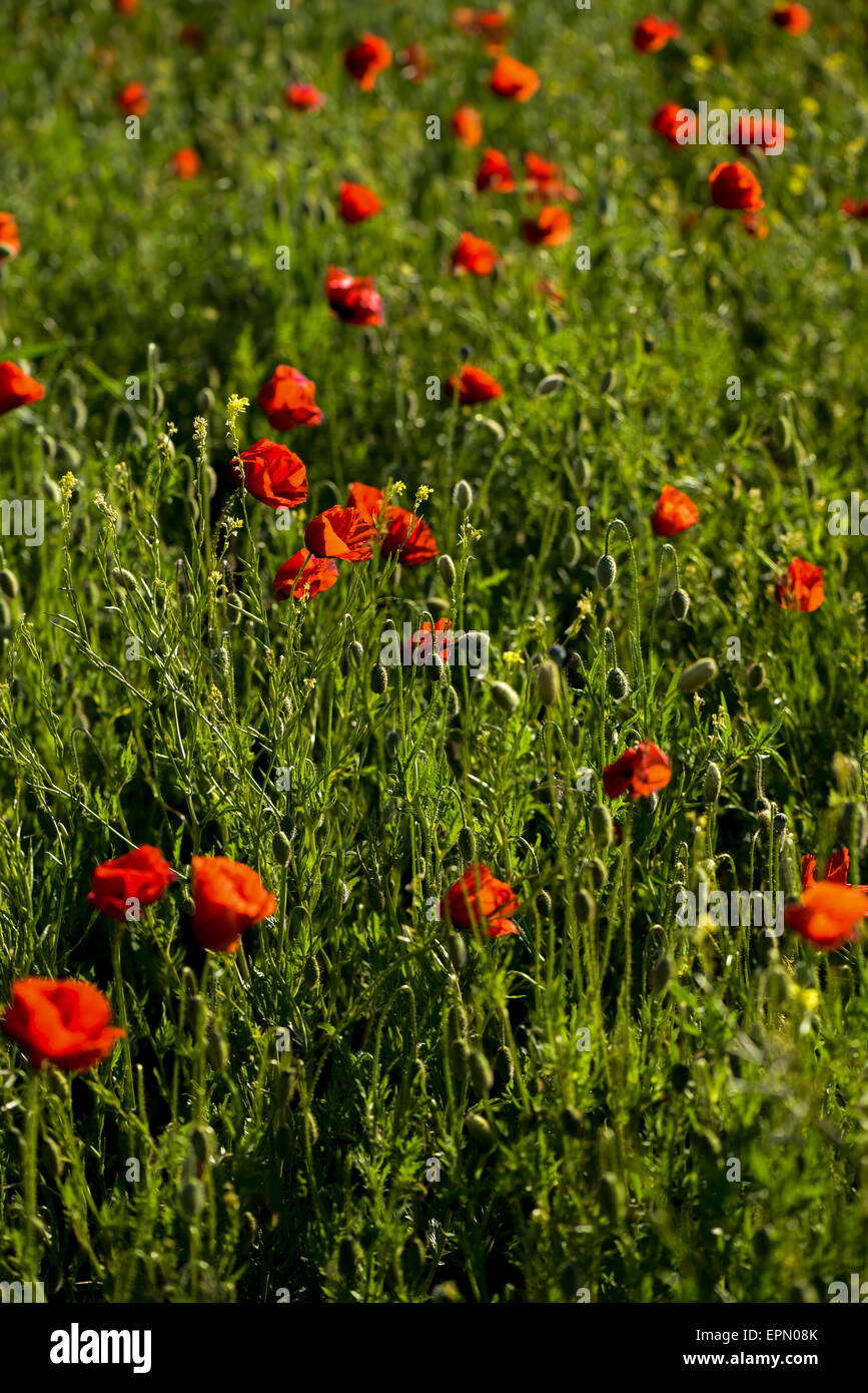 Red poppy (Papaver rhoeas), Neusiedl am See, Burgenland, Austria, Neusiedlersee Seewinkel Stock Photo
