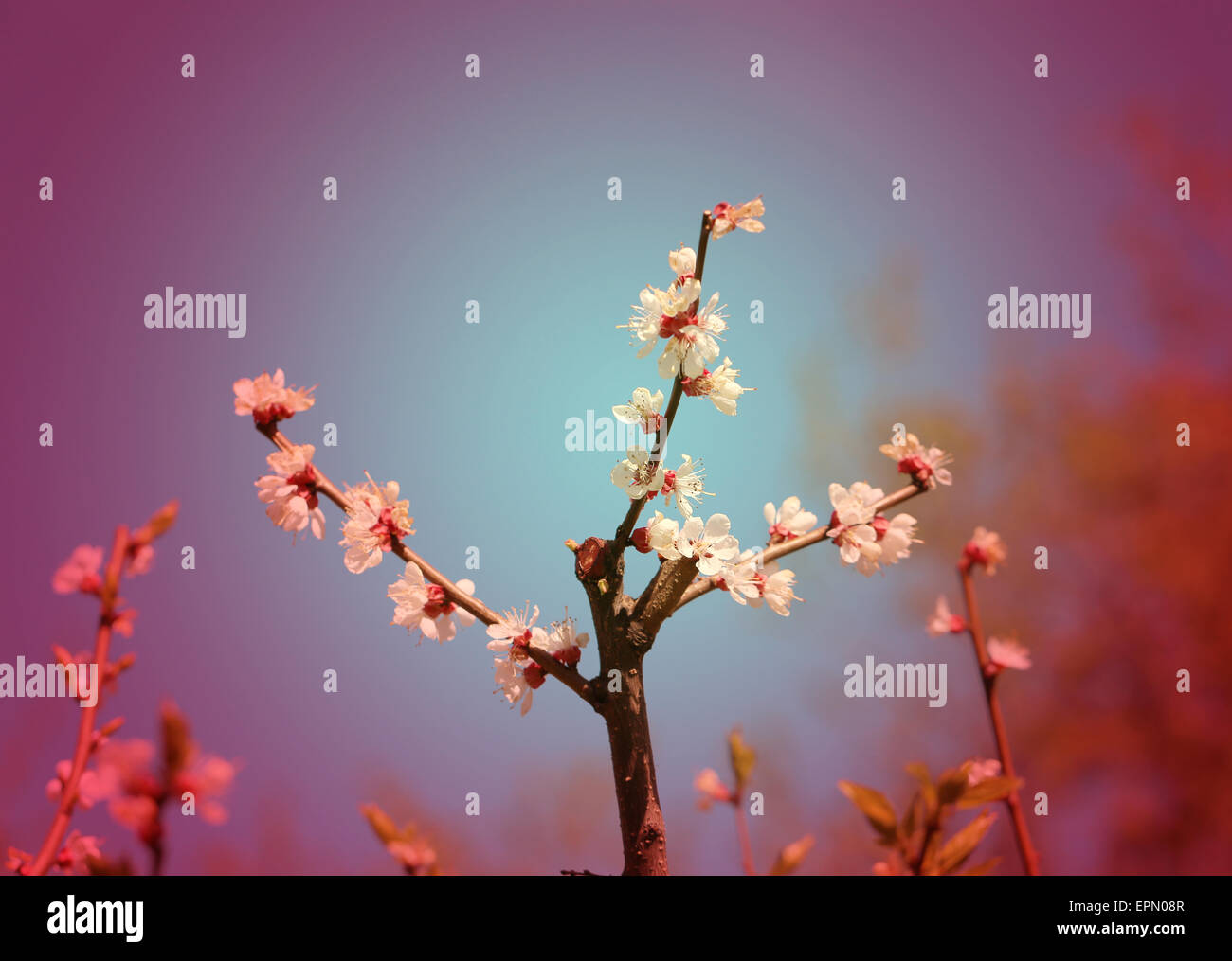 beautiful sunlit macro cherry blossom in spring Stock Photo - Alamy