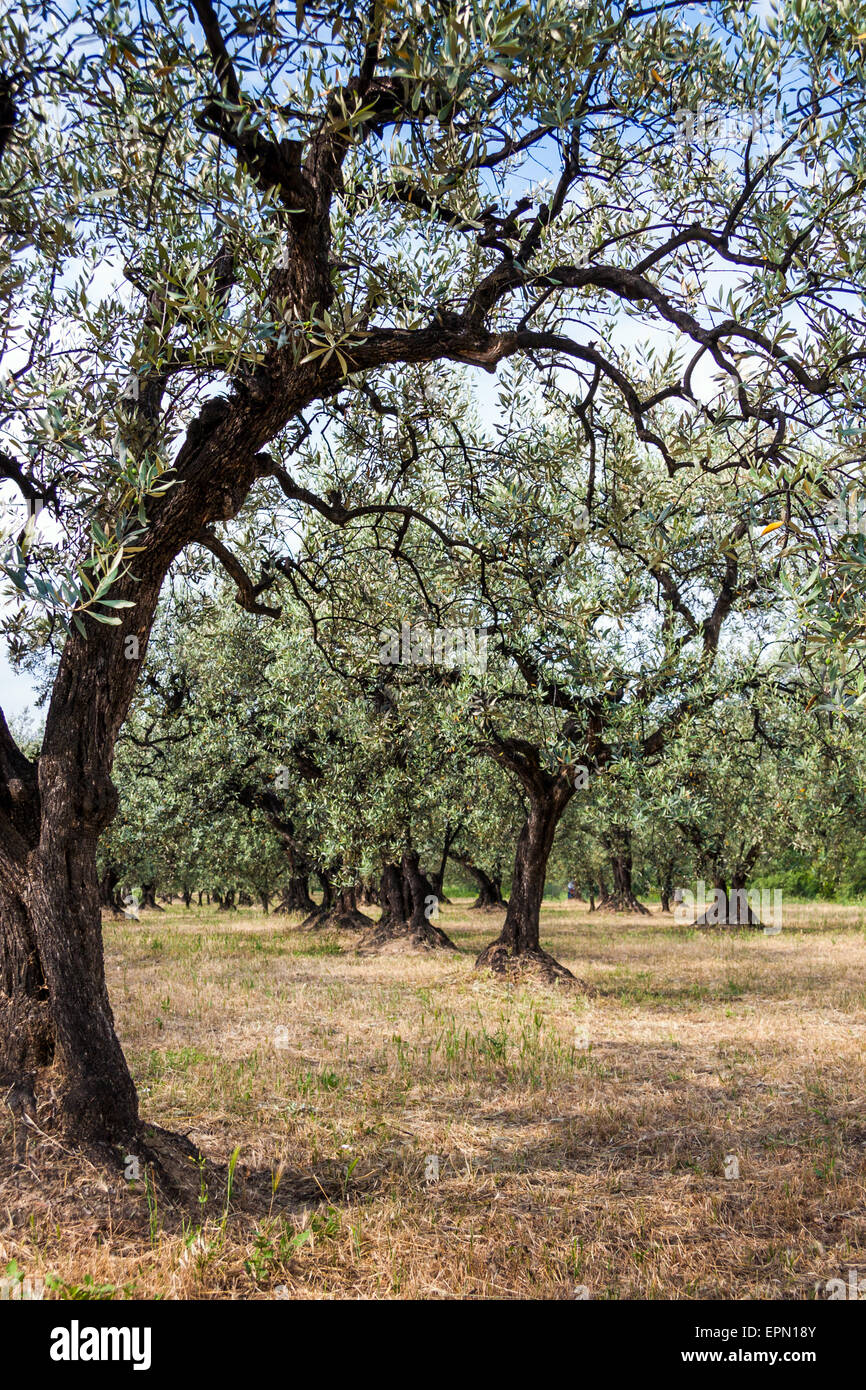 Old olive tree and blue sky in Provence, South of France Stock Photo ...