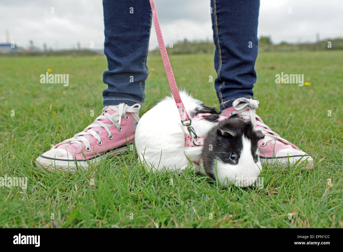 Girl (legs only) in skinny jeans and pink converse trainers walking a black  and white guinea pig on a pink lead in Porthcawl, Wales Stock Photo - Alamy