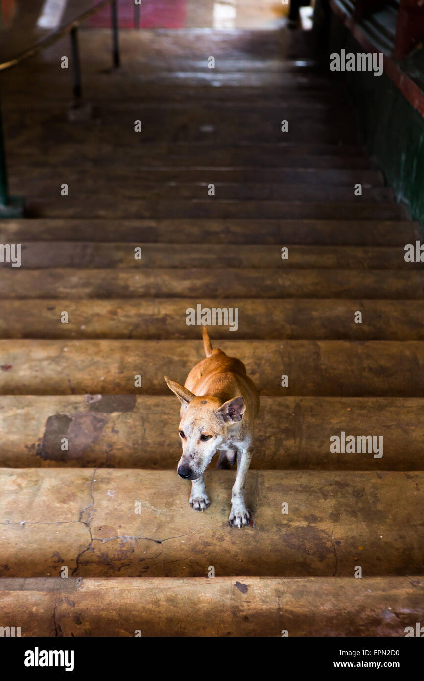 Why Is My Dog Having Trouble Walking Up Stairs