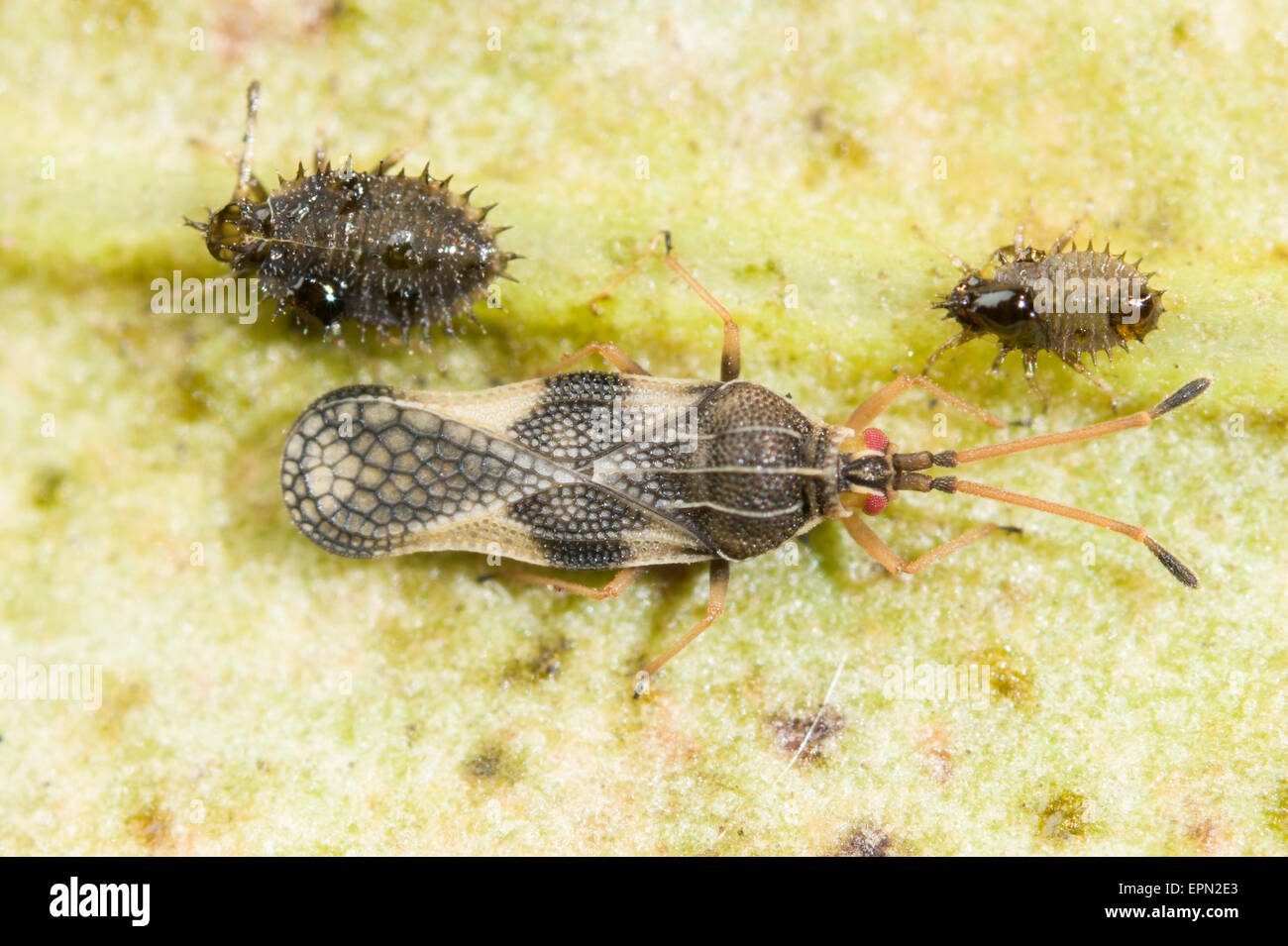 Olive lace bug adult and nymphs Stock Photo