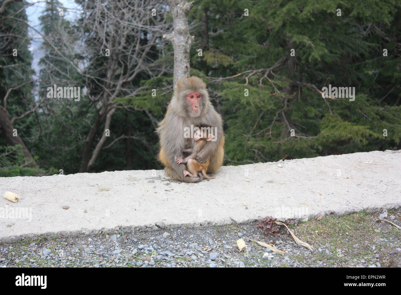 Mother Monkey feeding a child Stock Photo