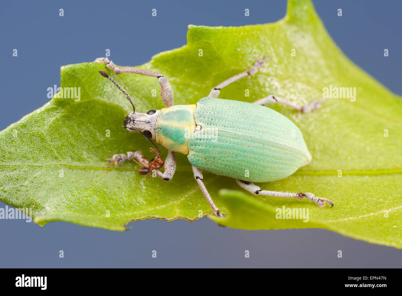 A Blue-green Citrus Root Weevil (Pachnaeus litus) perches on a leaf. Stock Photo