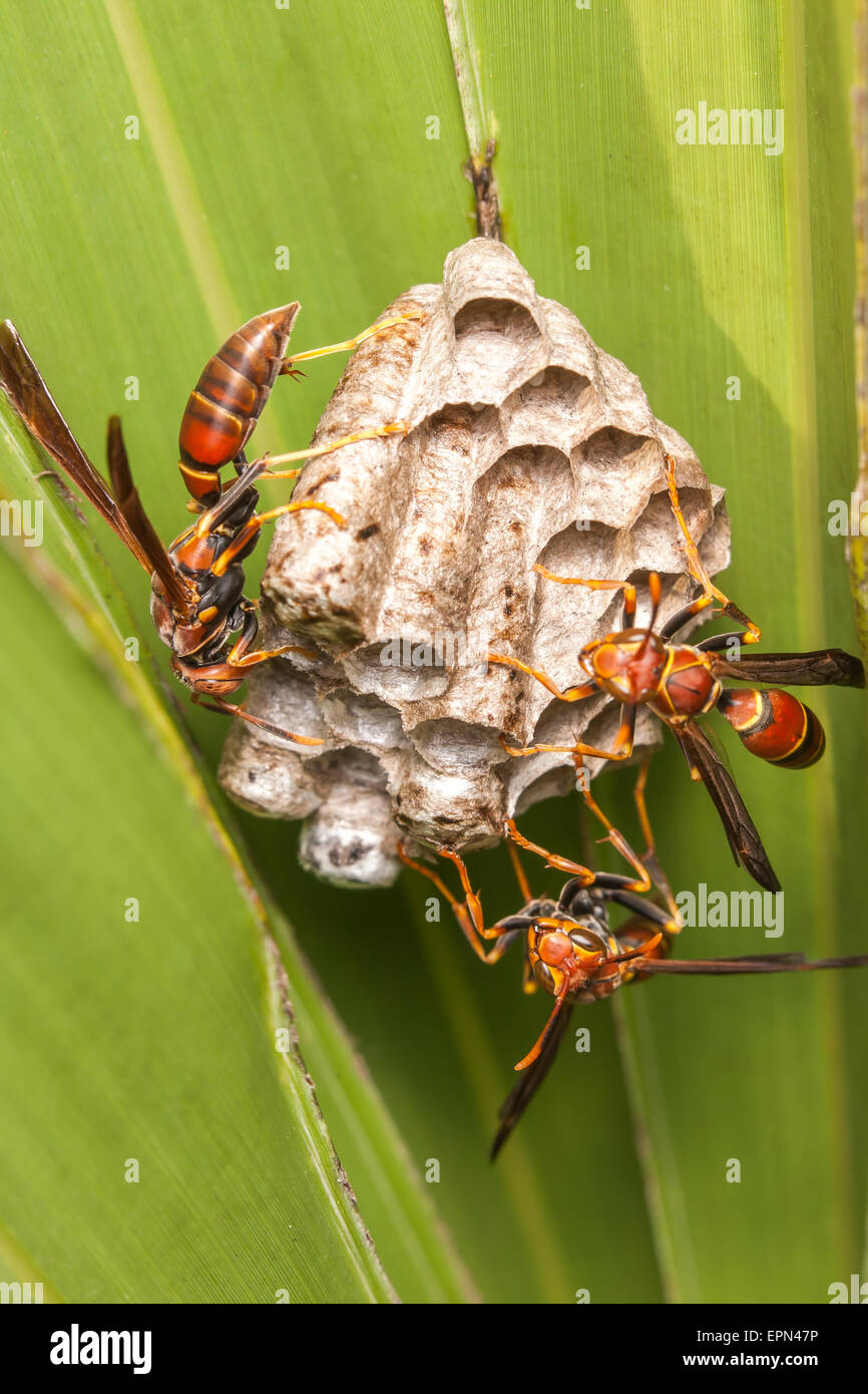 Paper Wasps (Polistes bahamensis) guard larvae and pupae in the chambers of their nest hanging from a Saw Palmetto frond. Stock Photo
