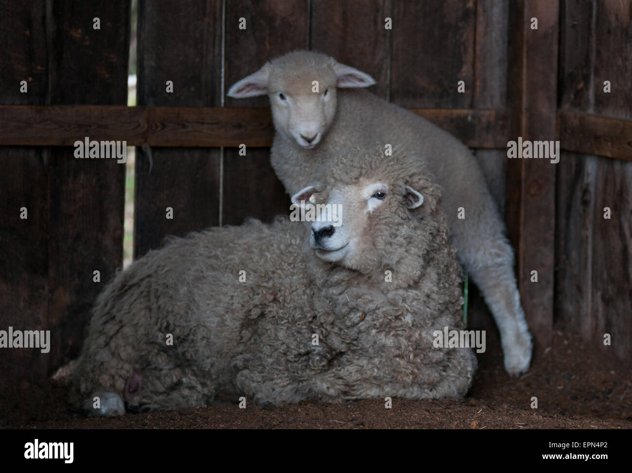 A lamb and its mother in a barn Stock Photo - Alamy