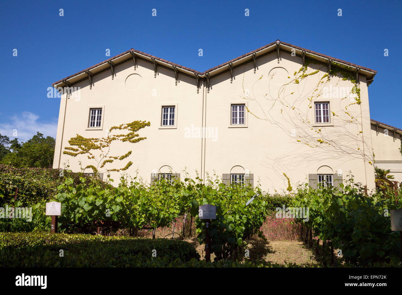 Chateau St. Jean Estate vineyards, Kenwood, Sonoma, California, USA Stock Photo