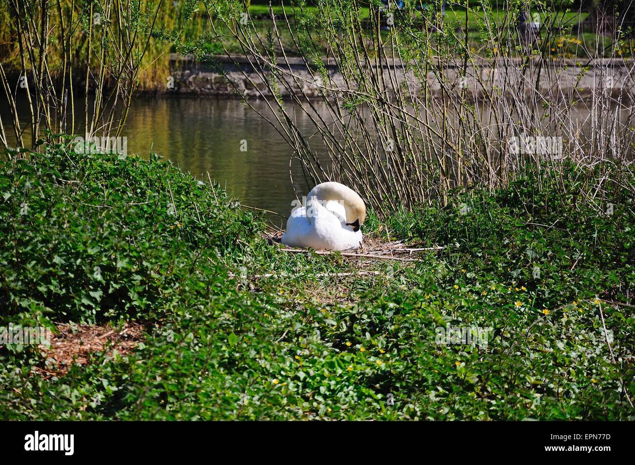 Mute swan nesting on the River Severn riverbank, Shrewsbury, Shropshire, England, UK, Western Europe. Stock Photo