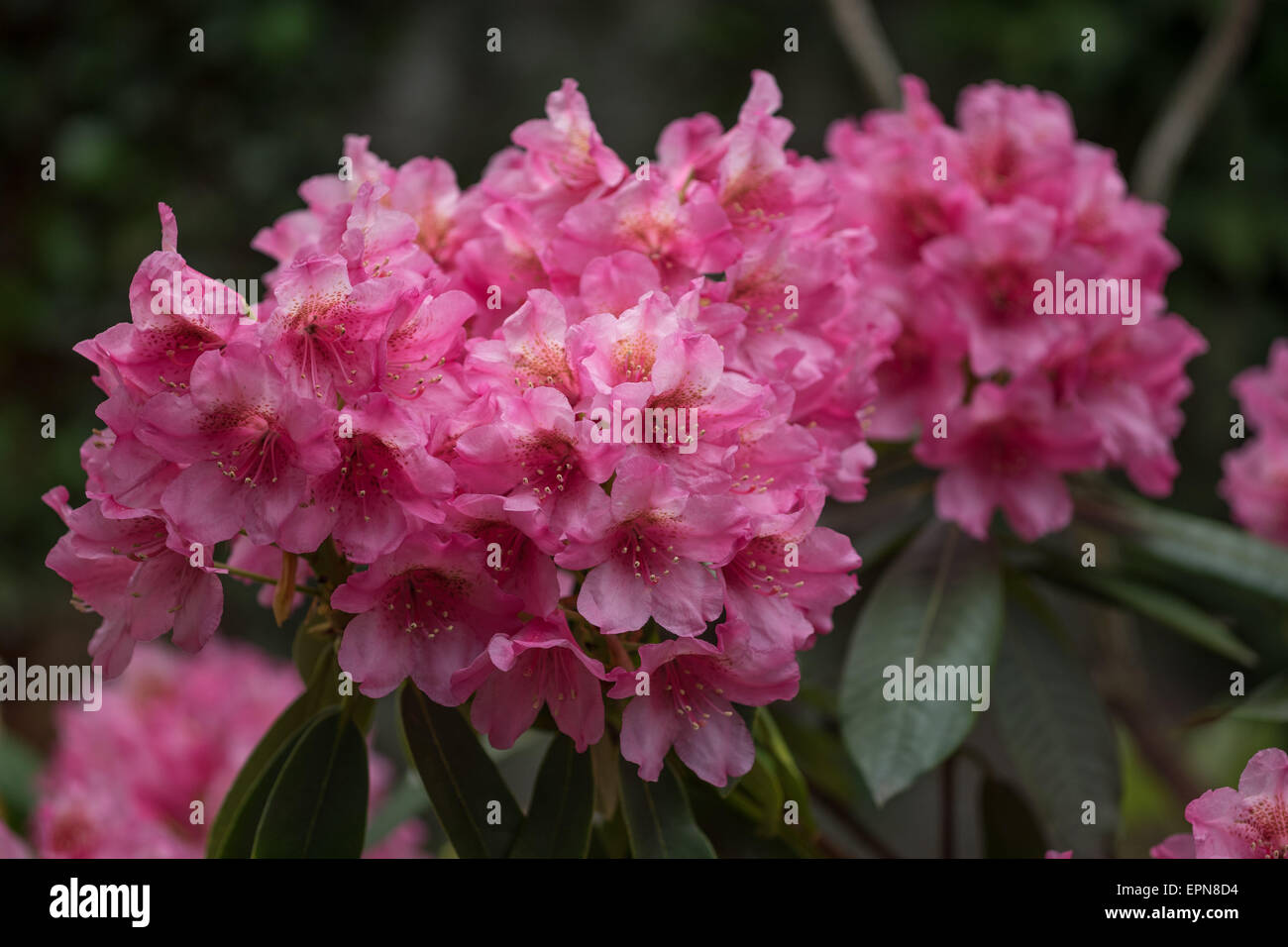 Rhododendron Erika dark pink  flowers Stock Photo