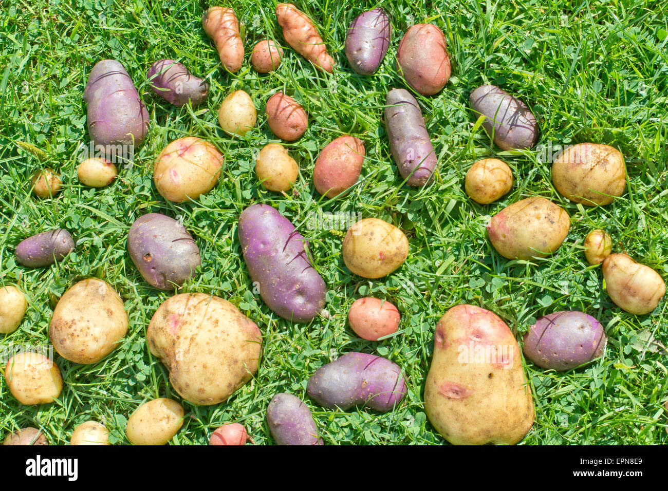 POTATOES SPREAD OUT ON GRASS, VARIETIES BLUE DANUBE, DESIREE AND PINK FIR APPLE Stock Photo