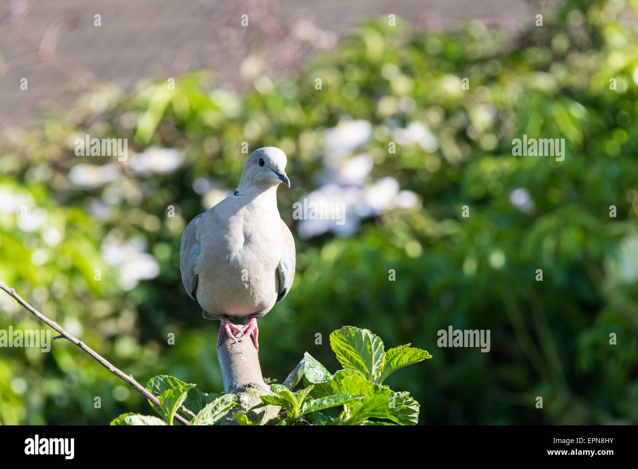 A perched Collared Dove Stock Photo Alamy