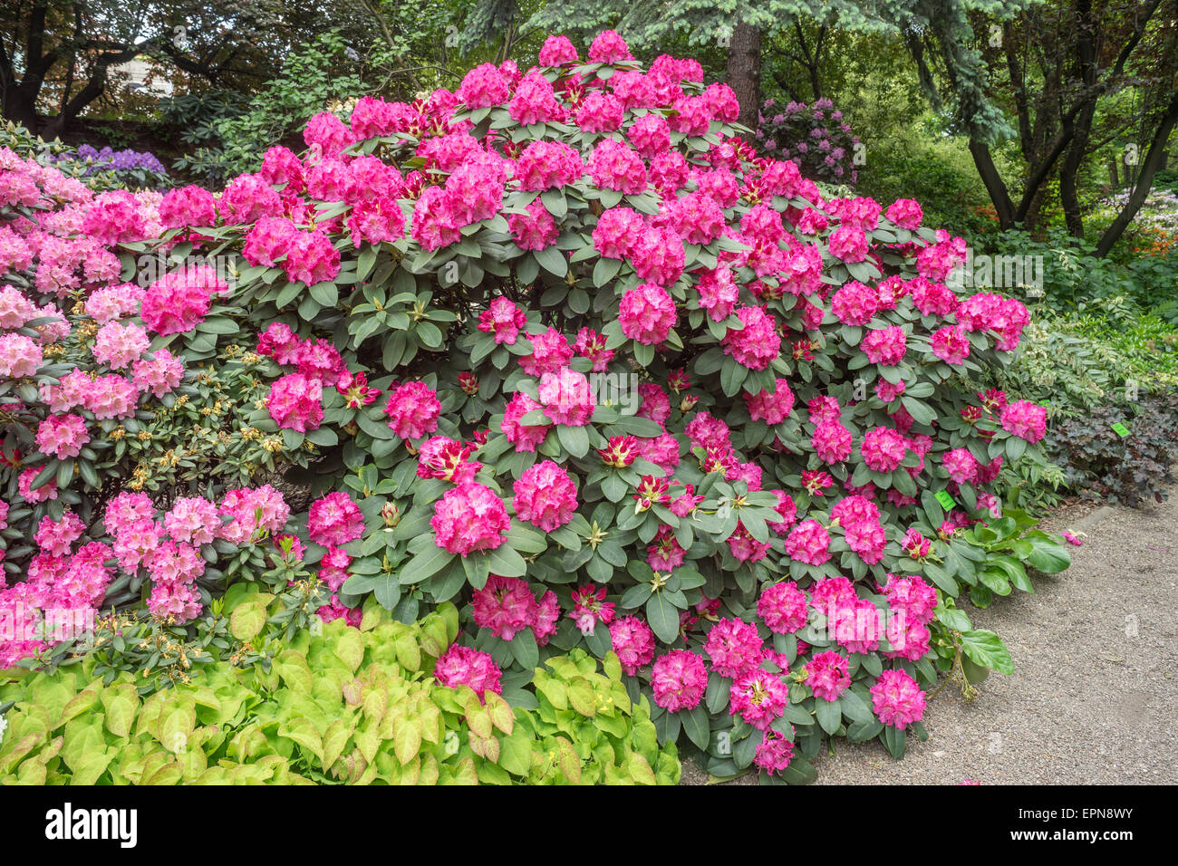 Pink and red rhododendron shrub in full bloom Stock Photo