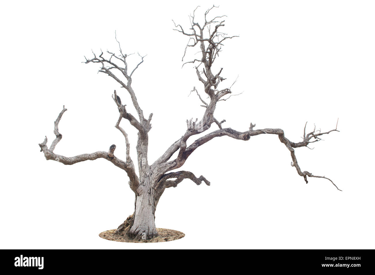 Dead tree isolated on white background Stock Photo Alamy