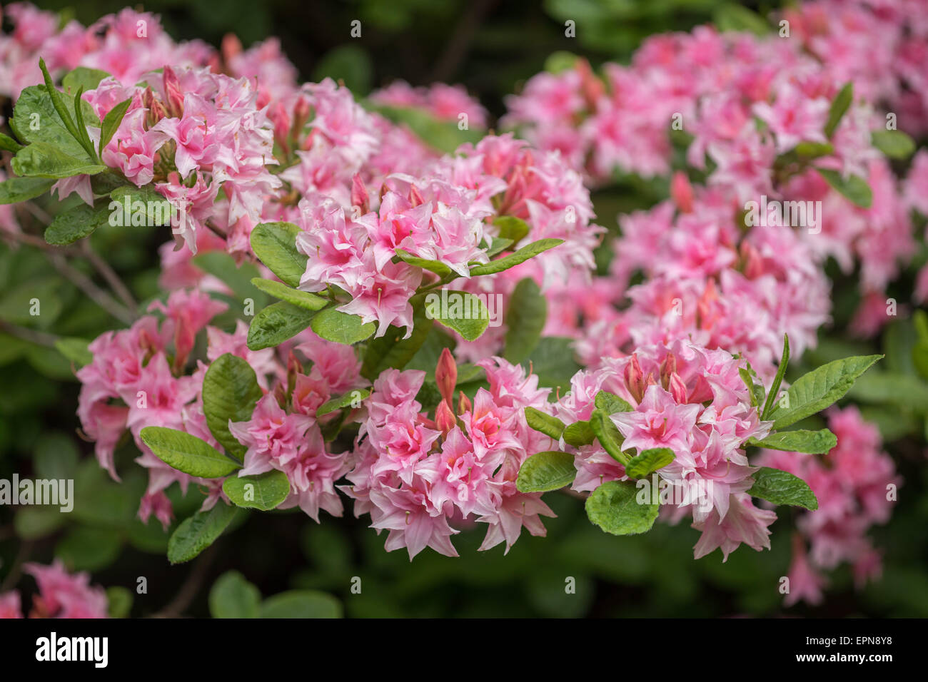 Rhododendron Aida pink rich blossom Stock Photo