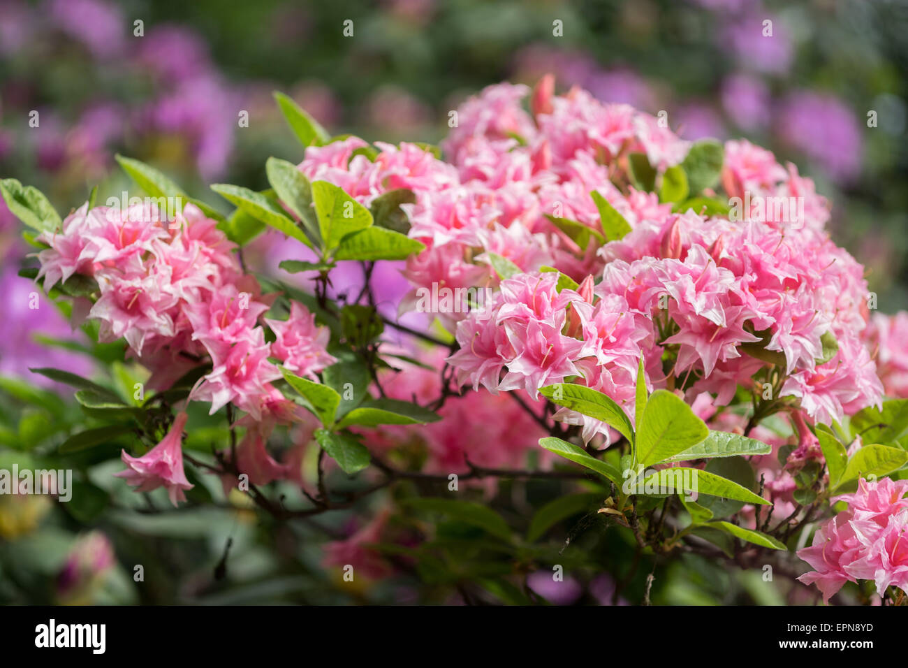 Rhododendron Aida pink rich blossom Stock Photo