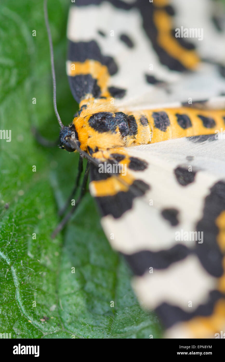 Abraxas grossulariata, Magpie moth Stock Photo