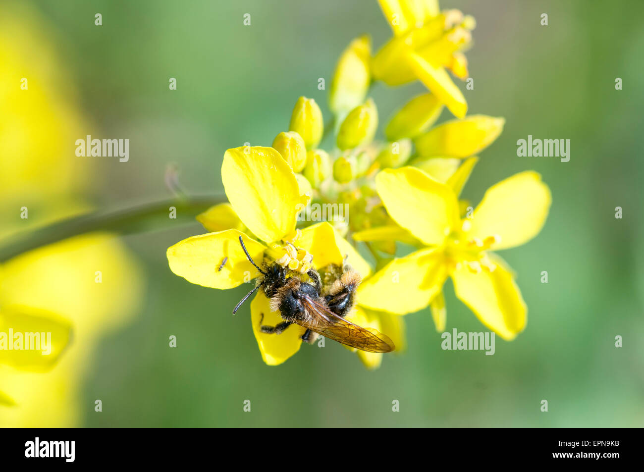 Spring solitary bee feeding on a yellow crucifer Stock Photo