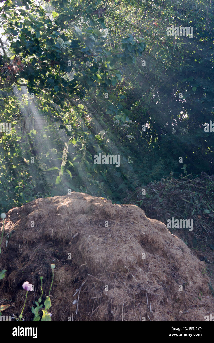 Early morning sun rays on a compost heap Stock Photo Alamy