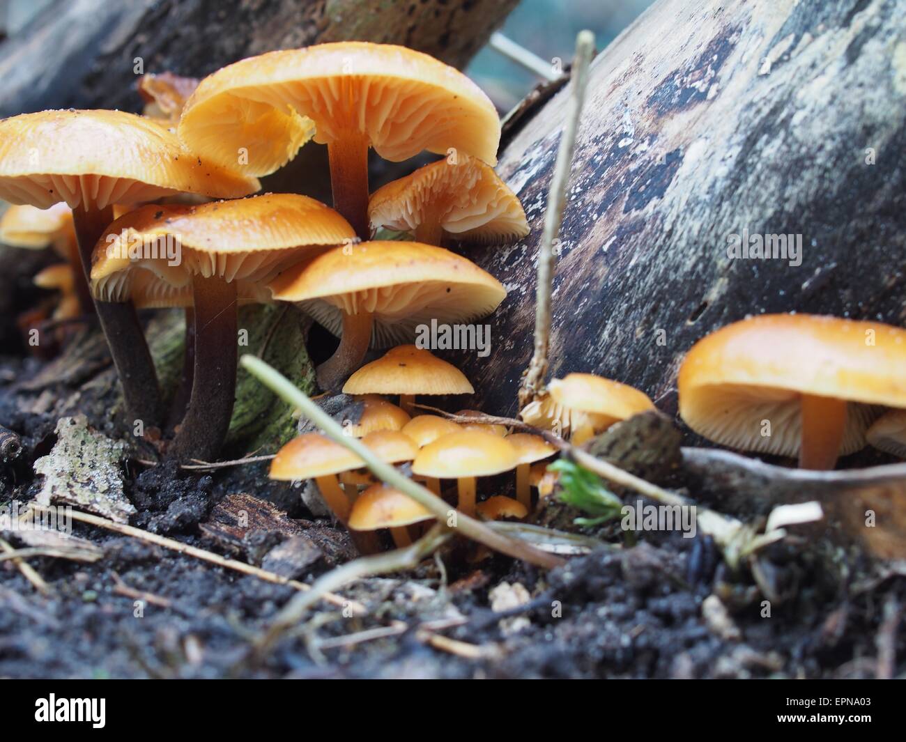 enoki mushroom flammulina velutipes on tree background Stock Photo