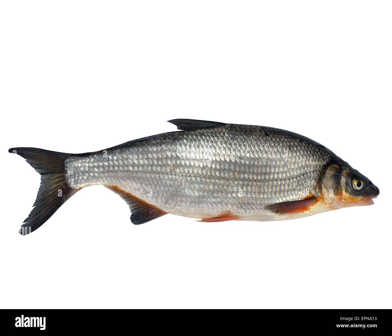 wild fish chondrostoma nasus on white background Stock Photo