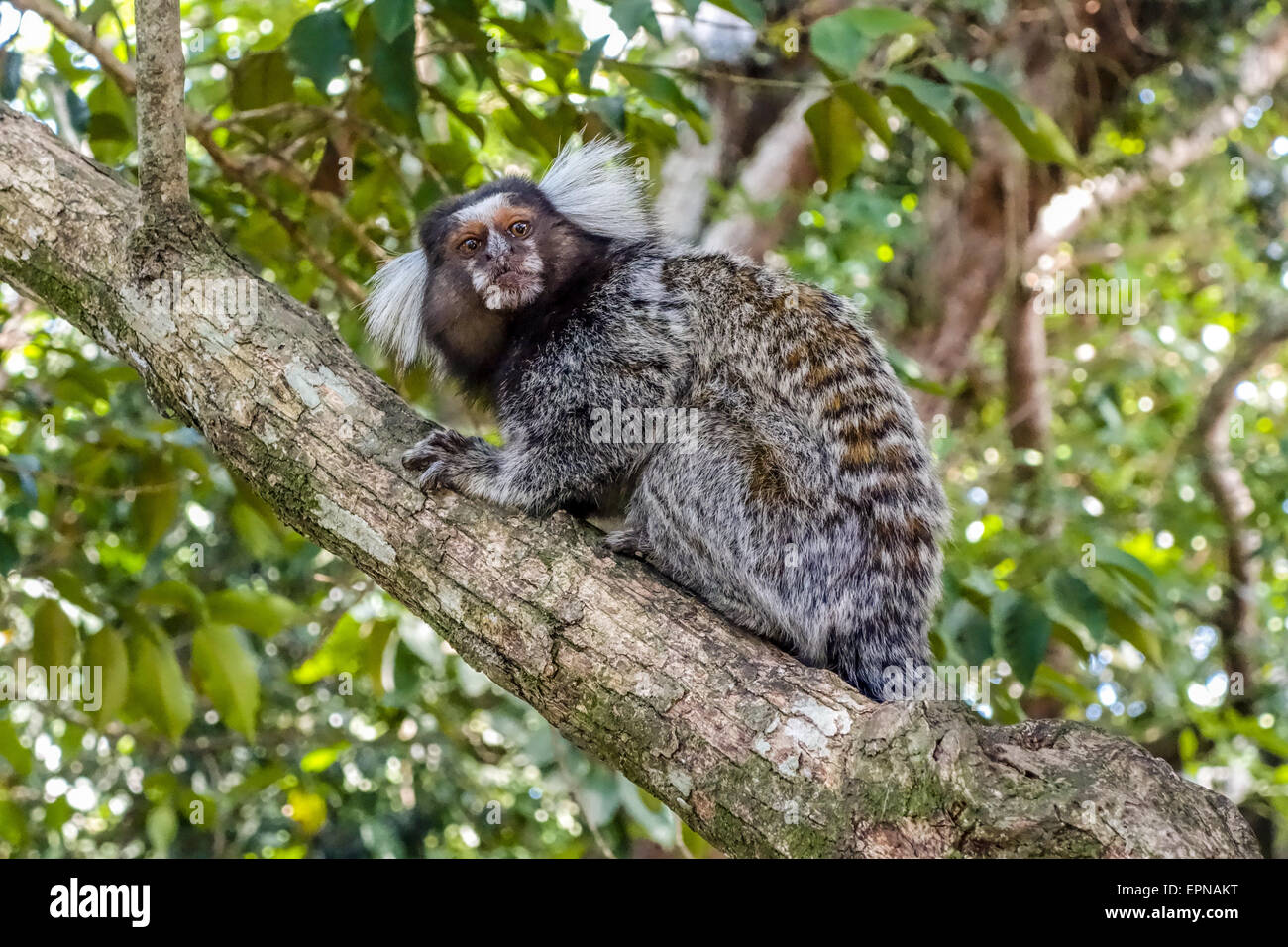 Macaco Sagui, Pão de Açúcar, Rio de Janeiro - Brazil