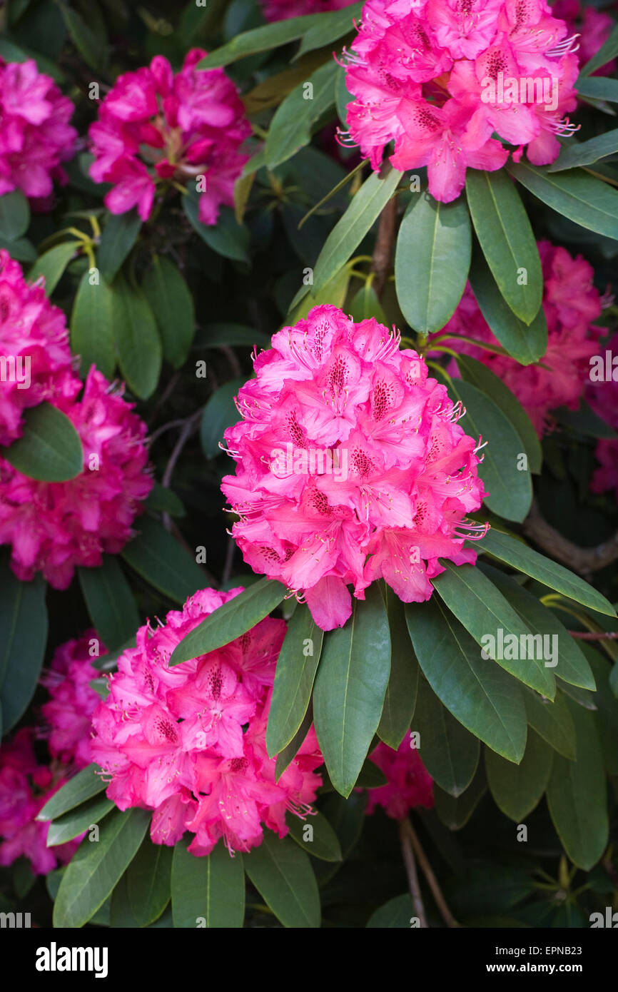 Large magenta pink Rhododendron. Stock Photo