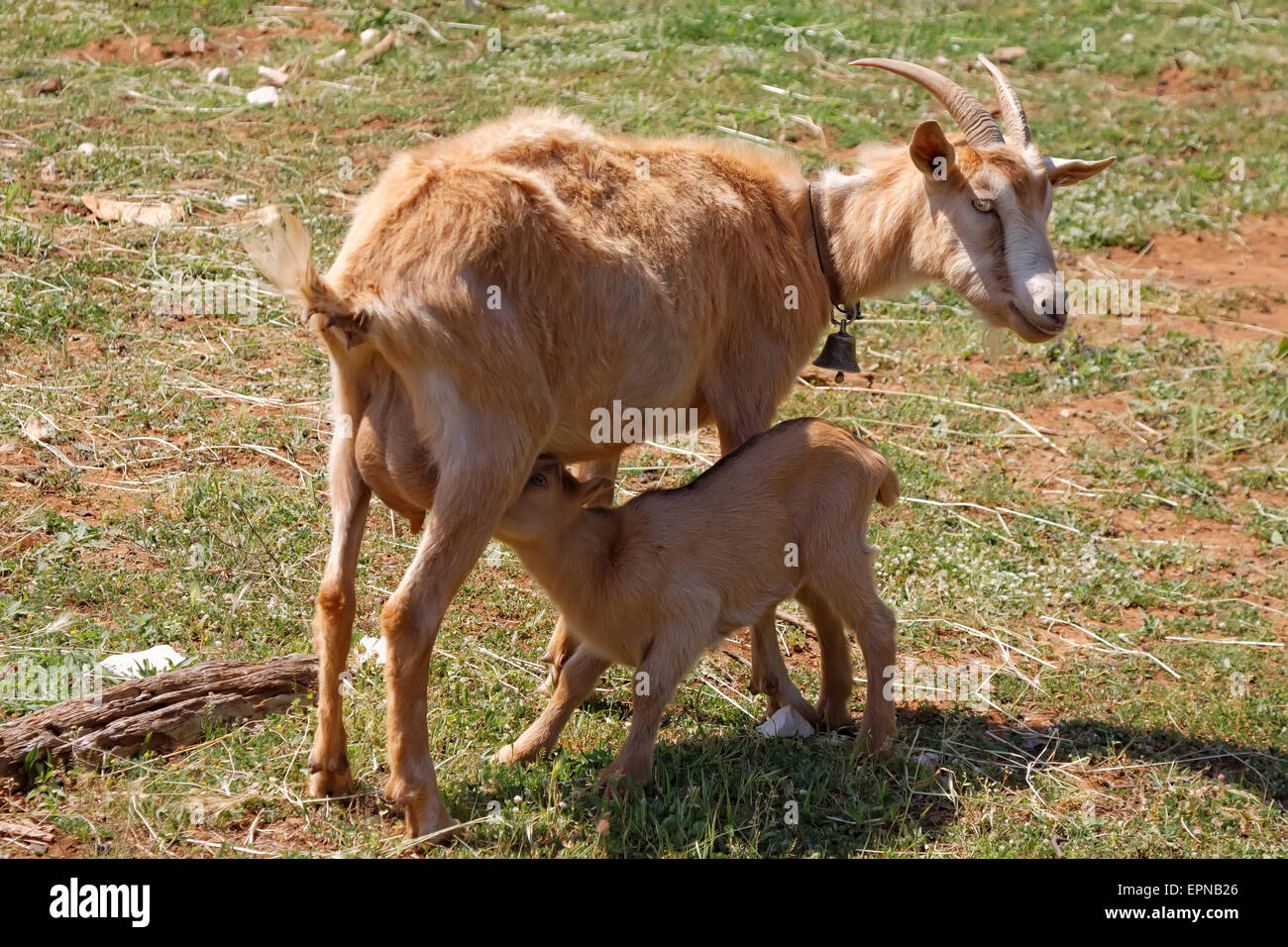mother goat feeding baby goat Stock Photo