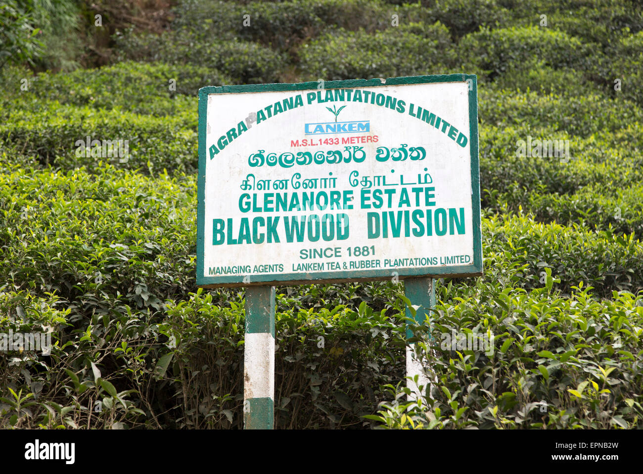 Glenanore tea estate sign, Blackwood Division, Haputale, Badulla ...
