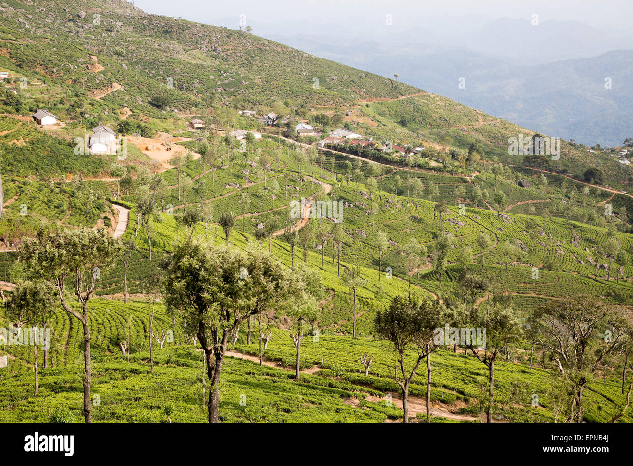 View over tea estate plantation, Haputale, Badulla District, Uva