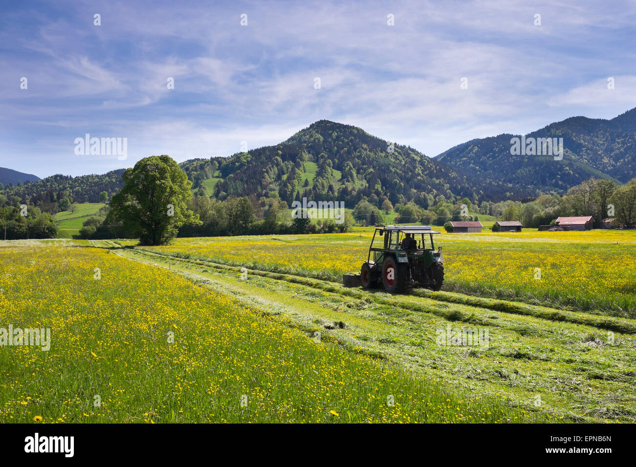 Tractor mowing a flower-covered meadow in spring, Keilkopf mountain behind, Lenggries, Isarwinkel, Upper Bavaria, Bavaria Stock Photo