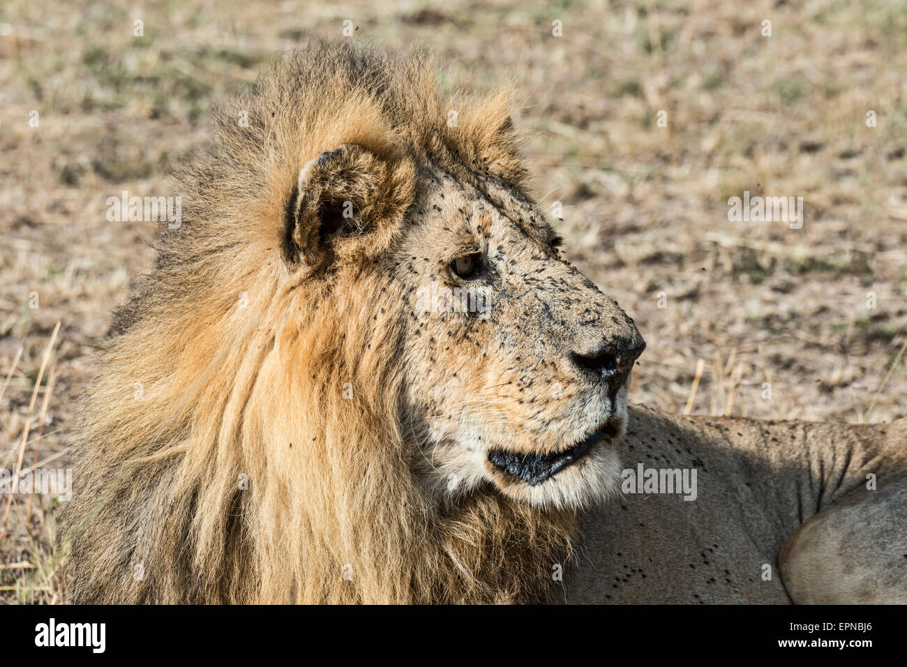 Lion (Panthera leo), male, with many flies, fly plague, Maasai Mara, Kenya Stock Photo