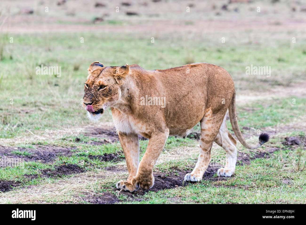 Lioness (Panthera leo), with many flies, fly plague, Maasai Mara, Kenya Stock Photo