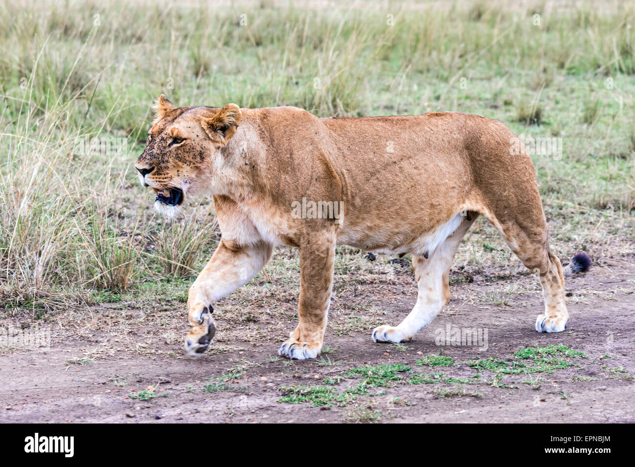 Lioness (Panthera leo), with many flies, fly plague, Maasai Mara, Kenya Stock Photo