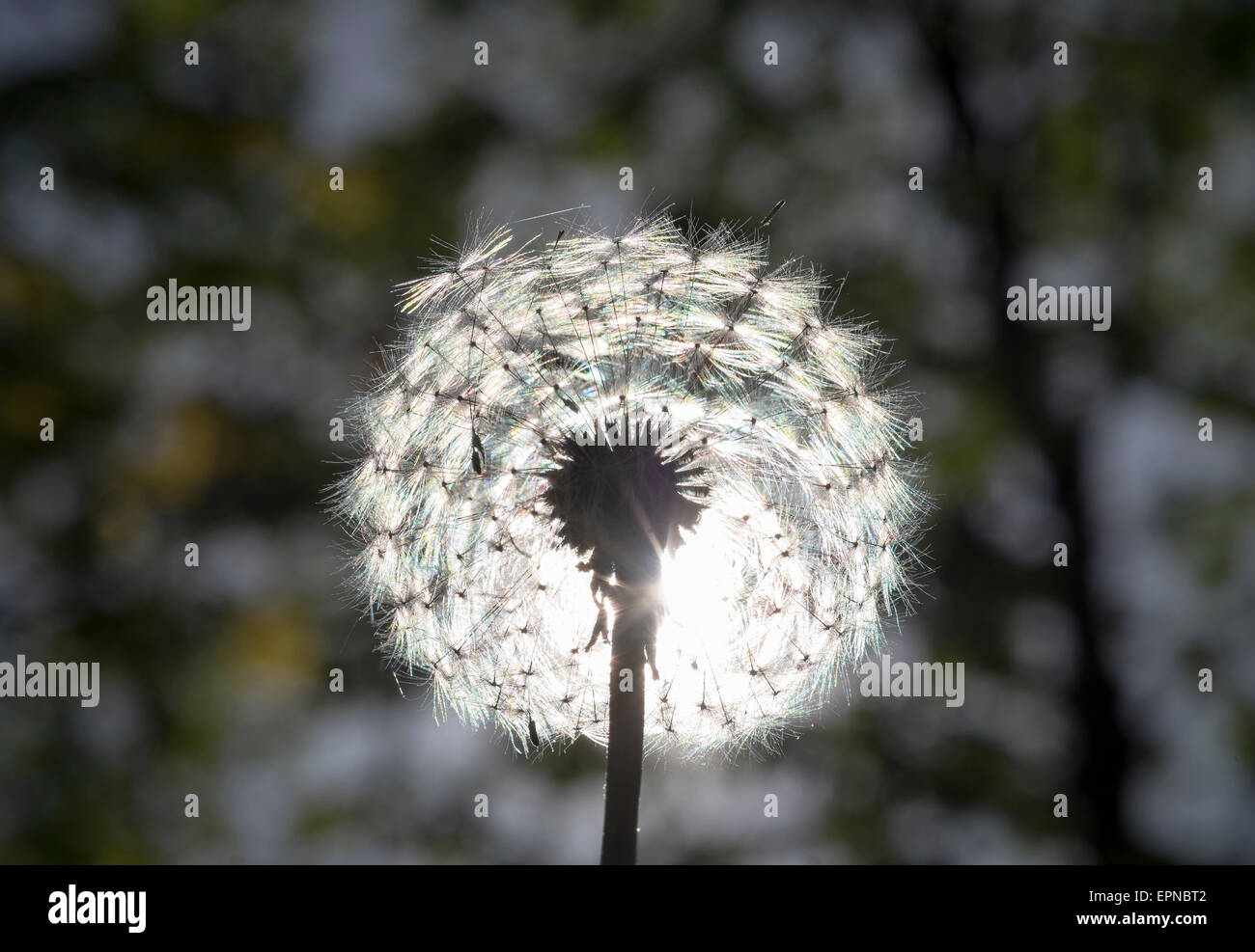 Seedhead, Dandelion (Taraxacum officinale), blowball, Bavaria, Germany Stock Photo