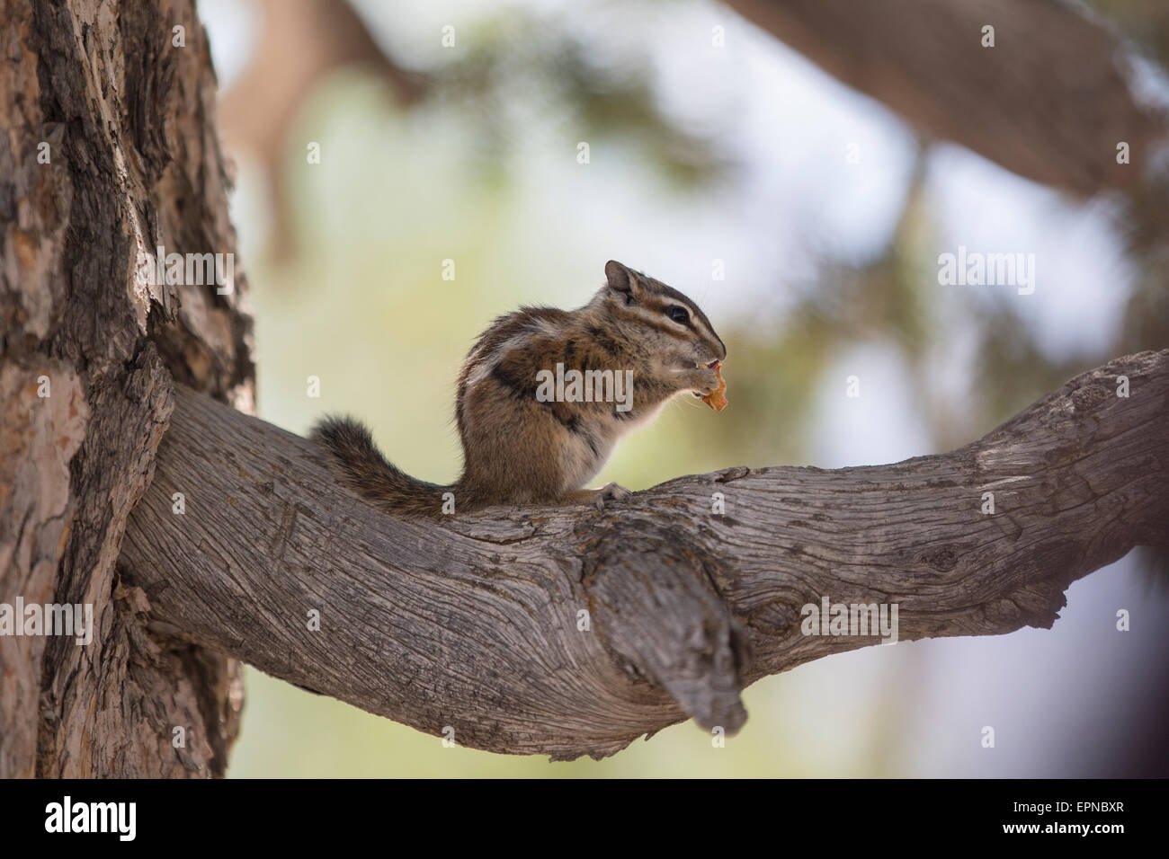 Least chipmunk (Tamias minimus), Utah, USA Stock Photo