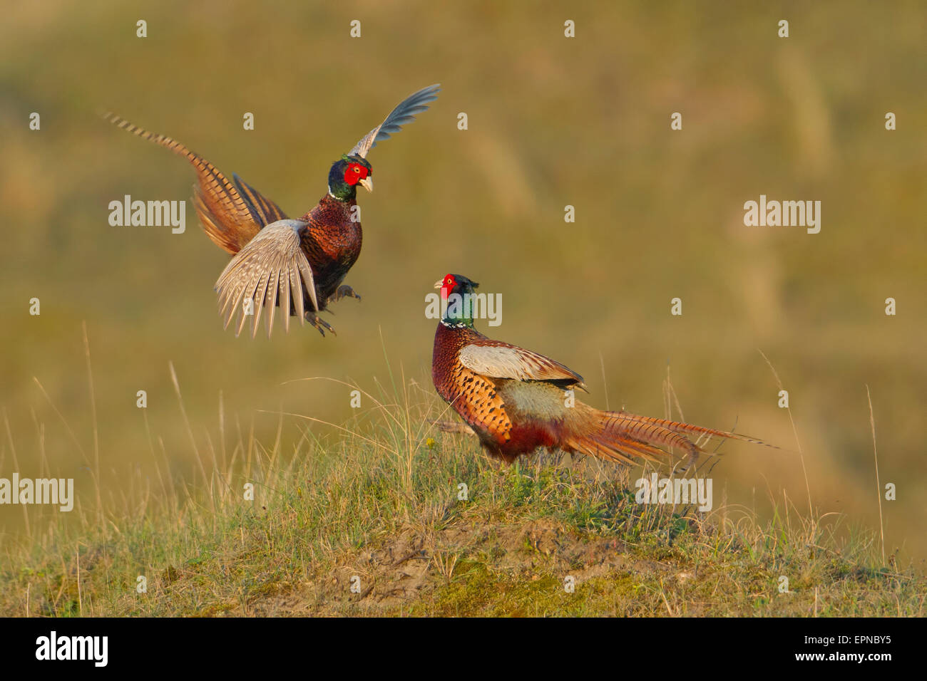 Fighting male pheasants (Phasianus colchicus), Texel, The Netherlands Stock Photo