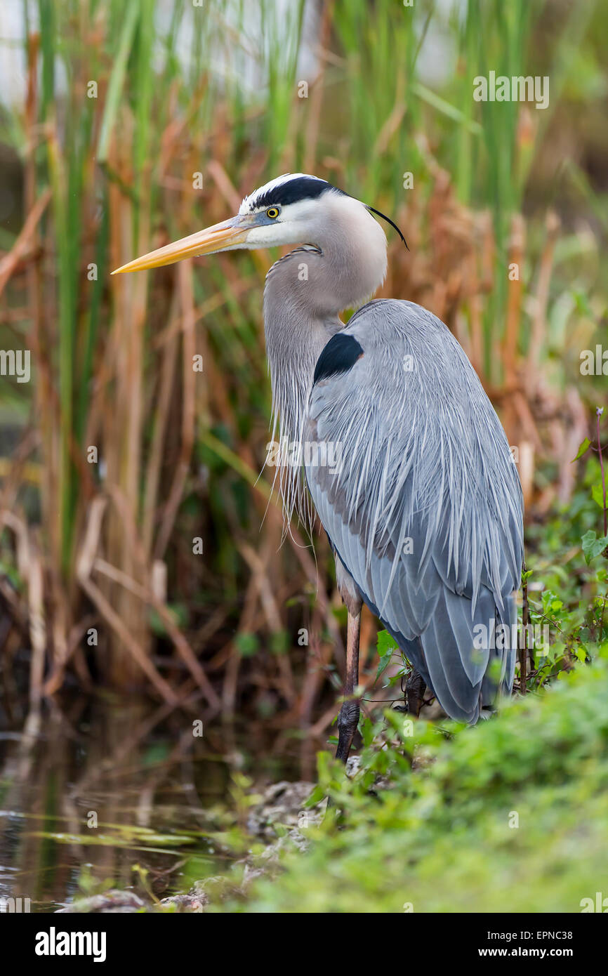 Grey Heron (Ardea cinerea), Anhinga Trail, Everglades National Park, Florida, USA Stock Photo