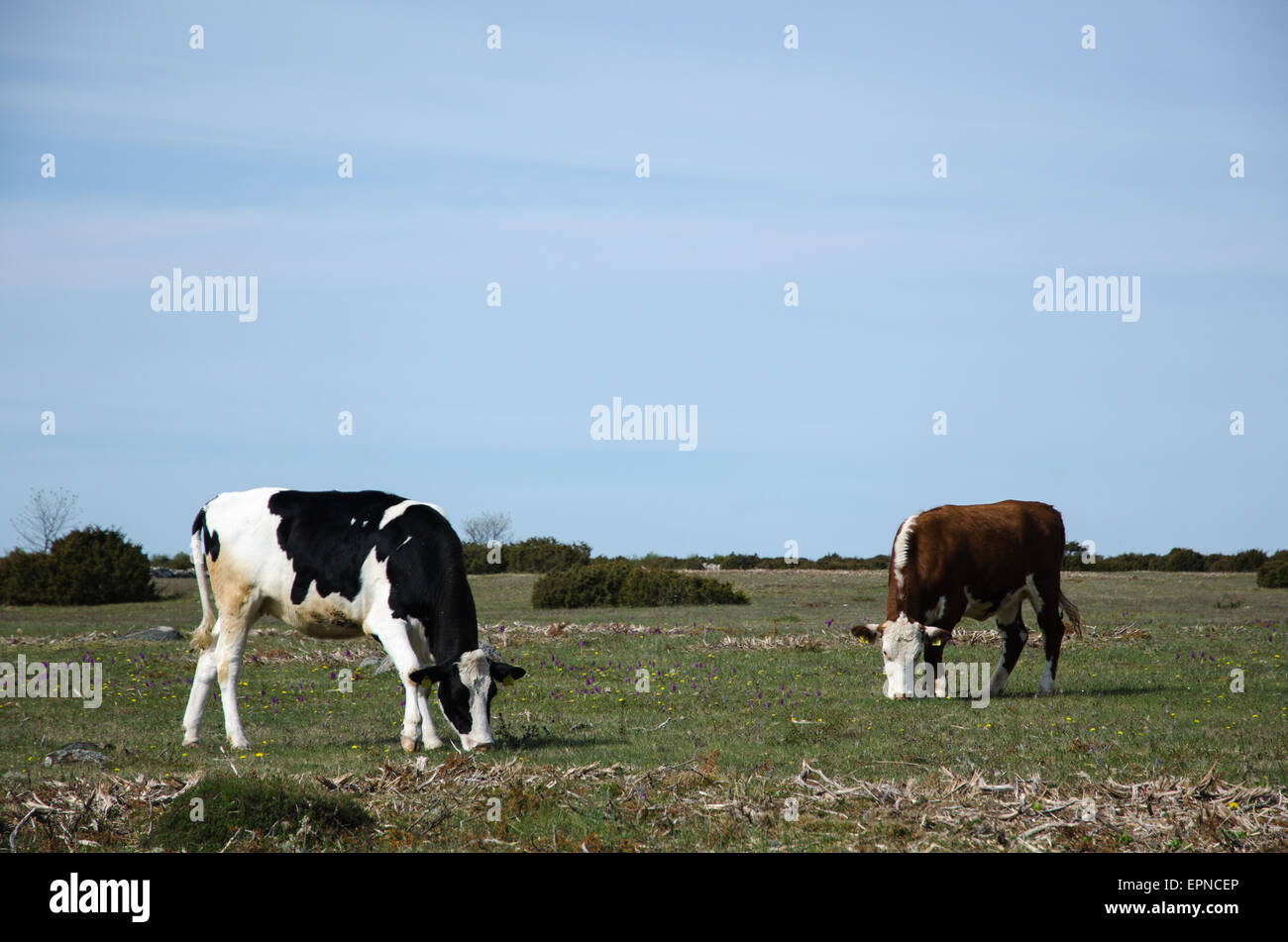 Grazing cattle at the Great Alvar, a famous limestone barren plain at the swedish island Oland Stock Photo