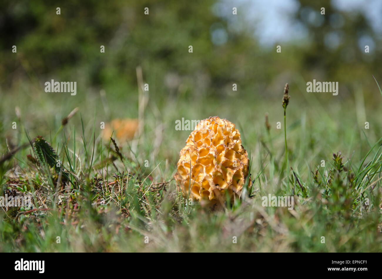 False morel mushroom hires stock photography and images Alamy