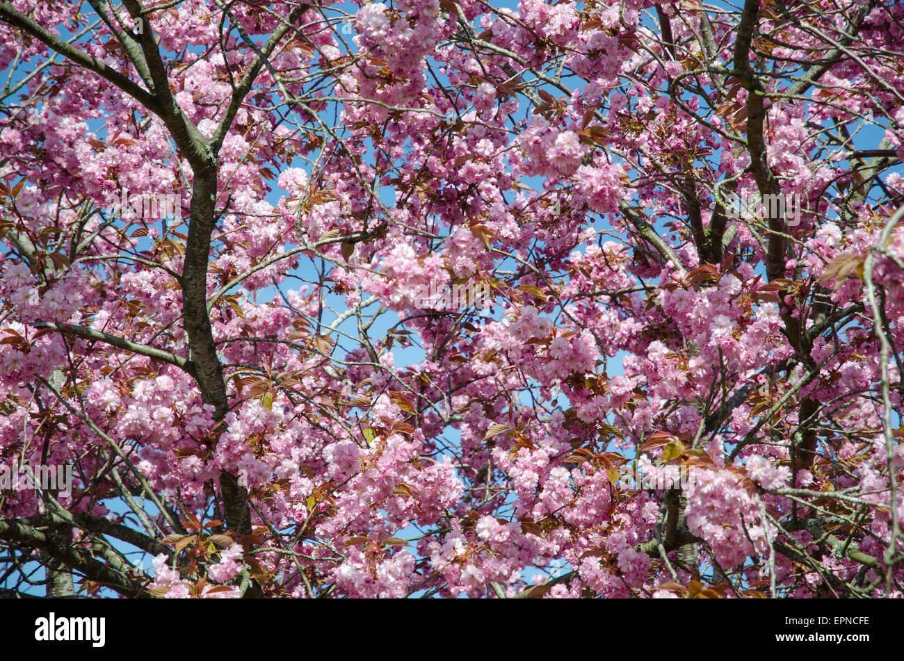 Closeup cherry spring tree hi-res stock photography and images - Alamy