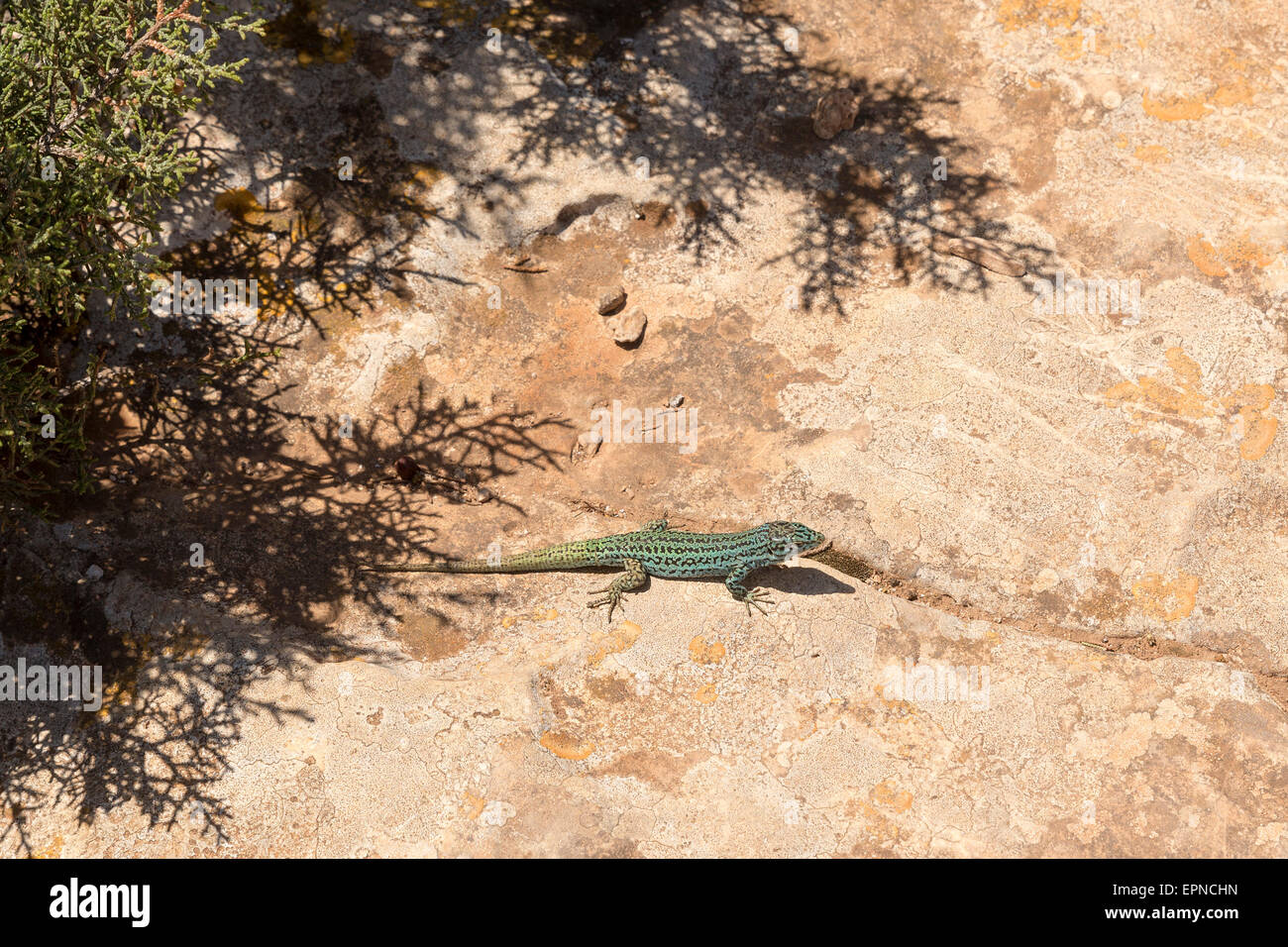 formentera lizard Podarcis pityusensis formenterae. Endemic Lizard Island Stock Photo