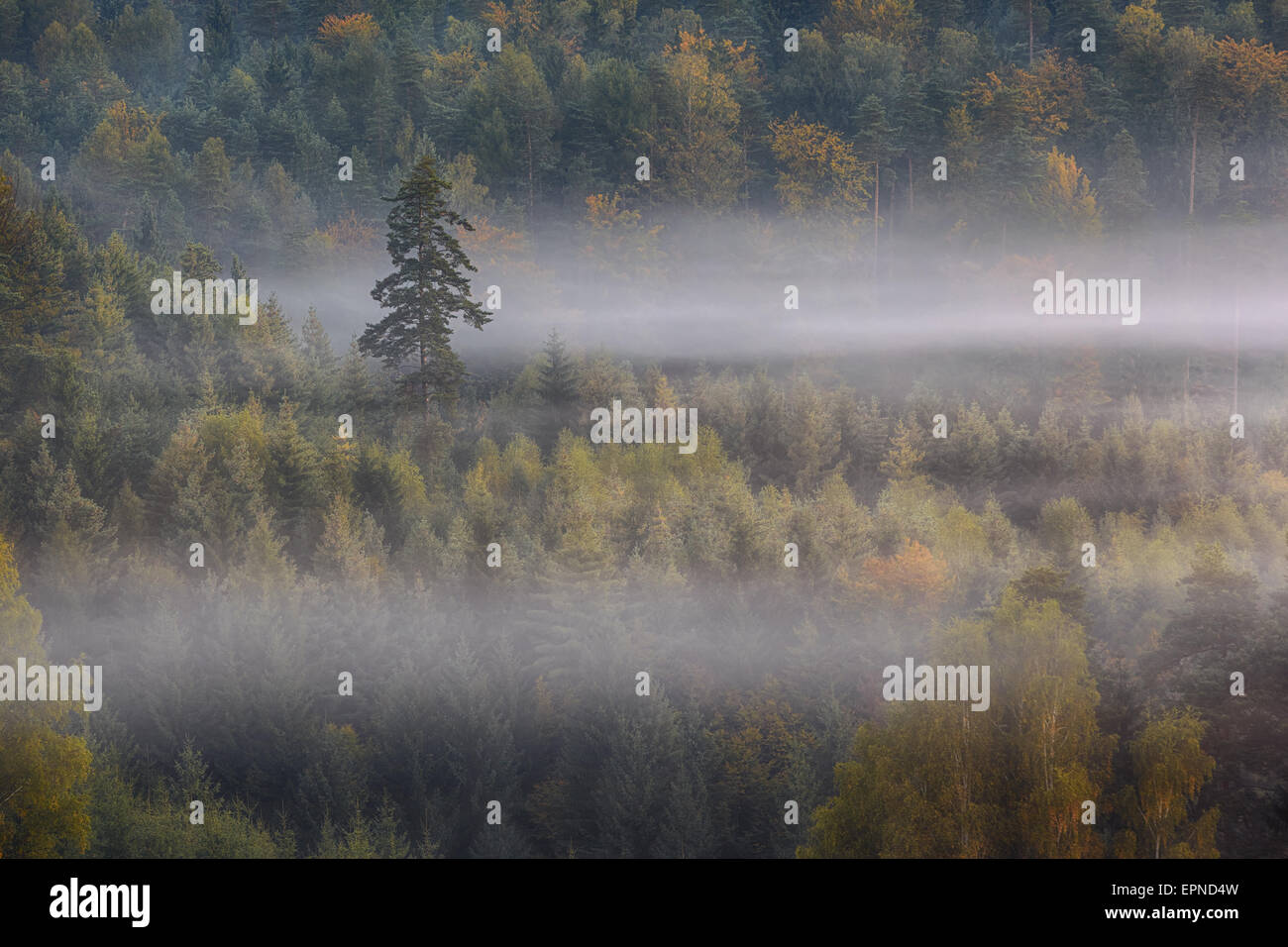 lonely pine in a fog Stock Photo - Alamy