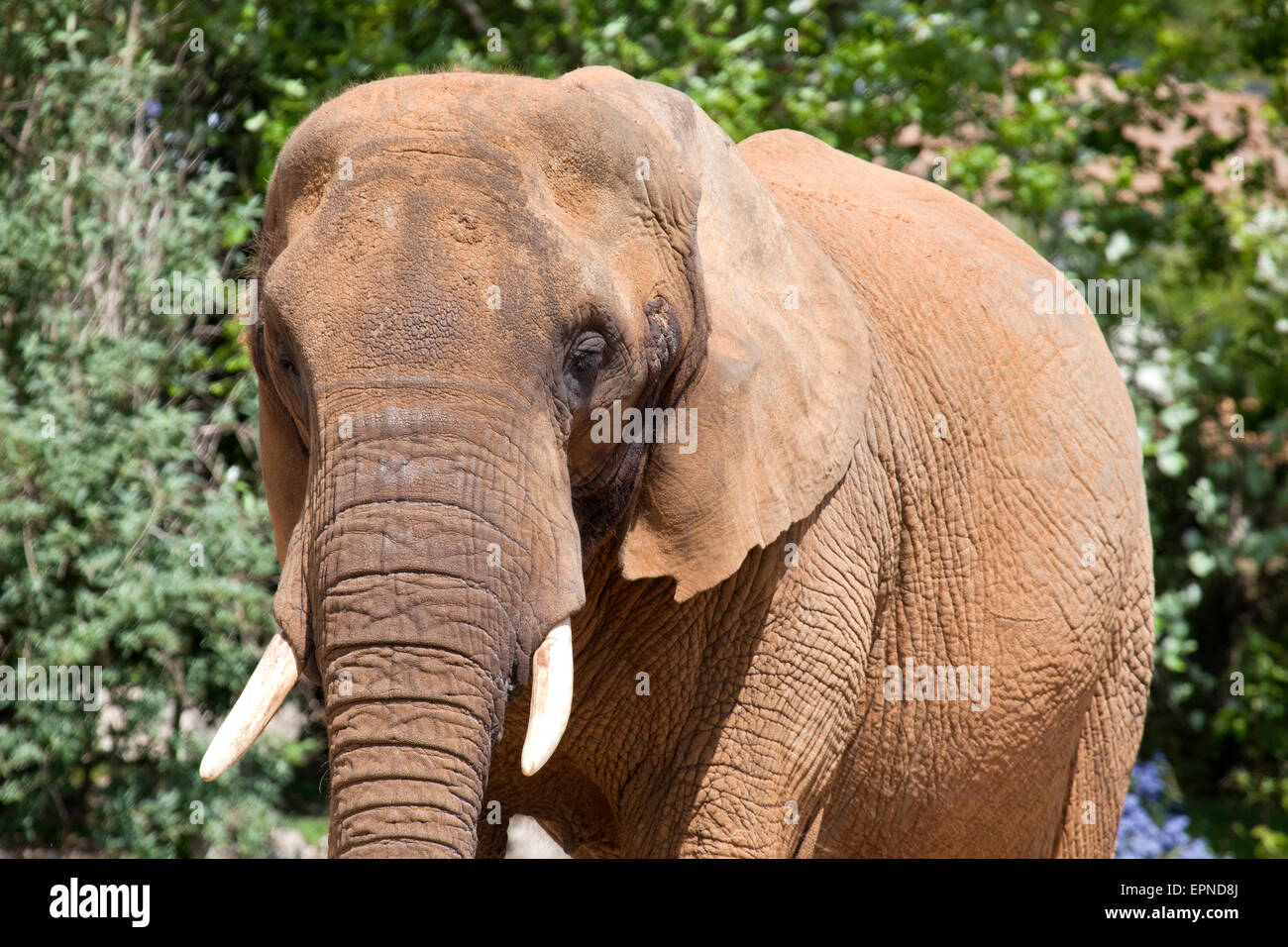 A head shot of an African Elephant Stock Photo
