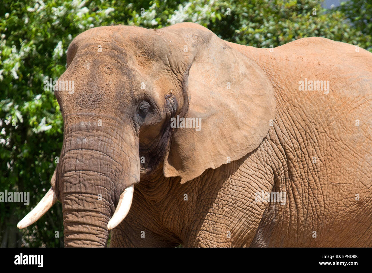 A head shot of an African Elephant Stock Photo