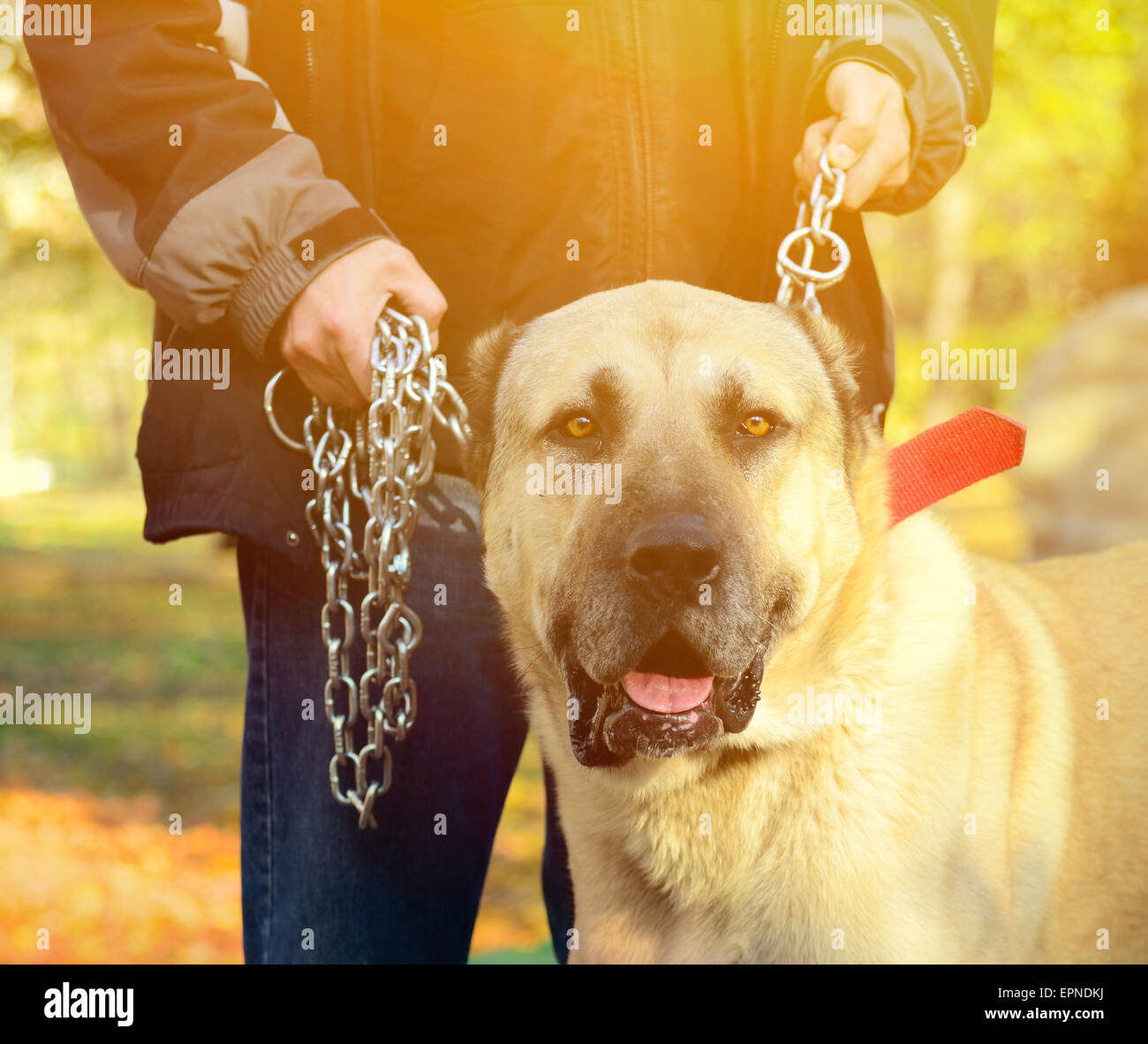 Owner holding big dog on chains Stock Photo Alamy