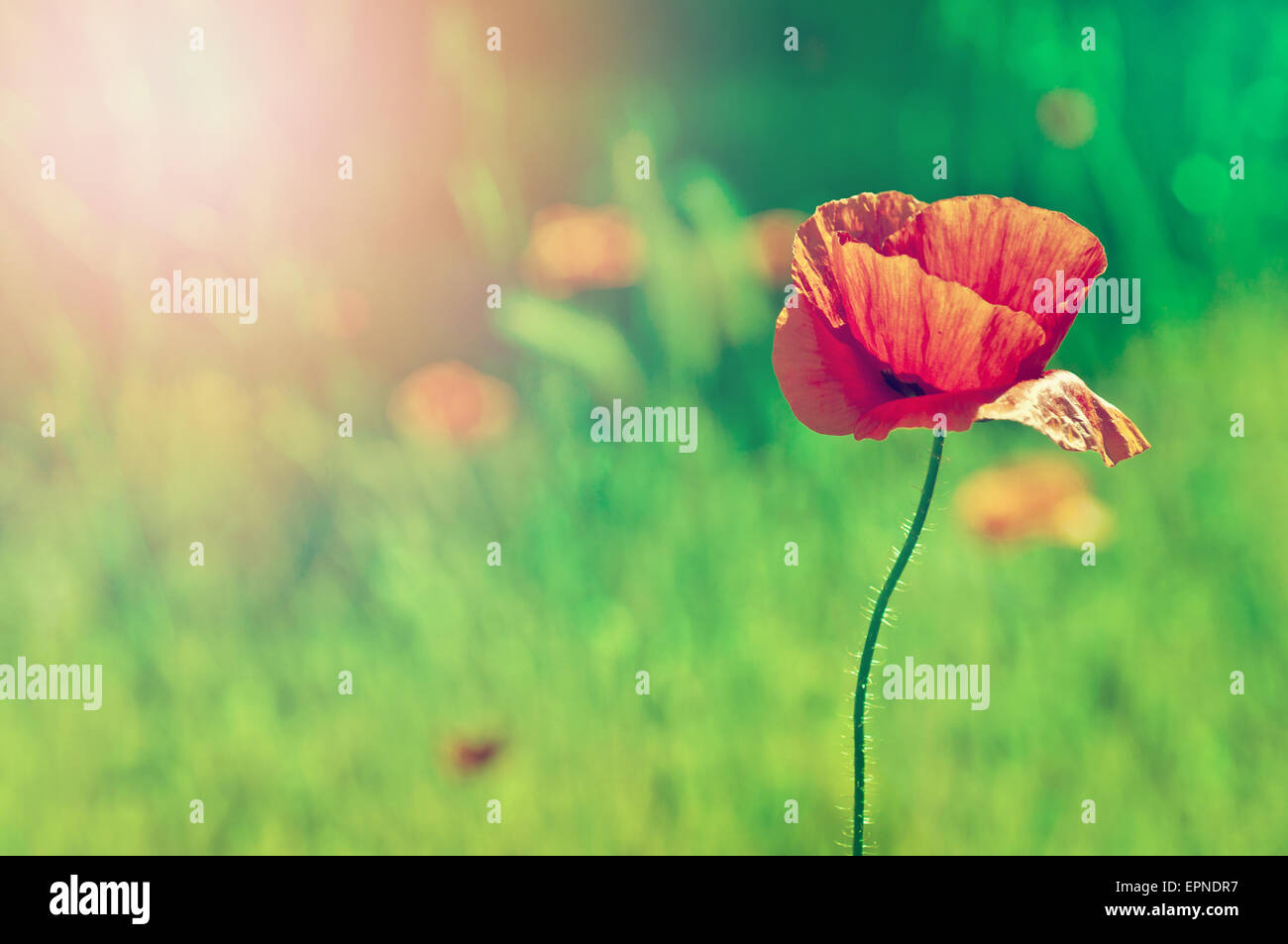 Poppy Stock Photo