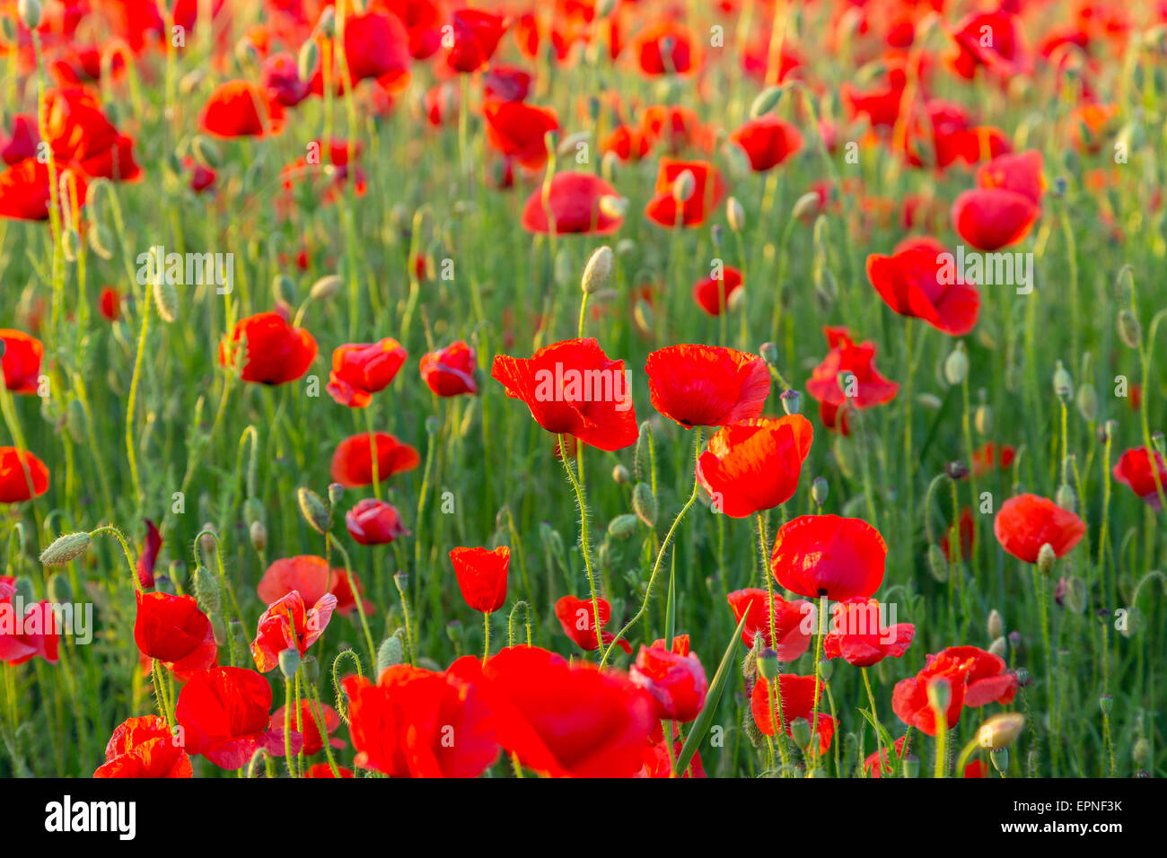Poppies on green summer field hi-res stock photography and images - Alamy