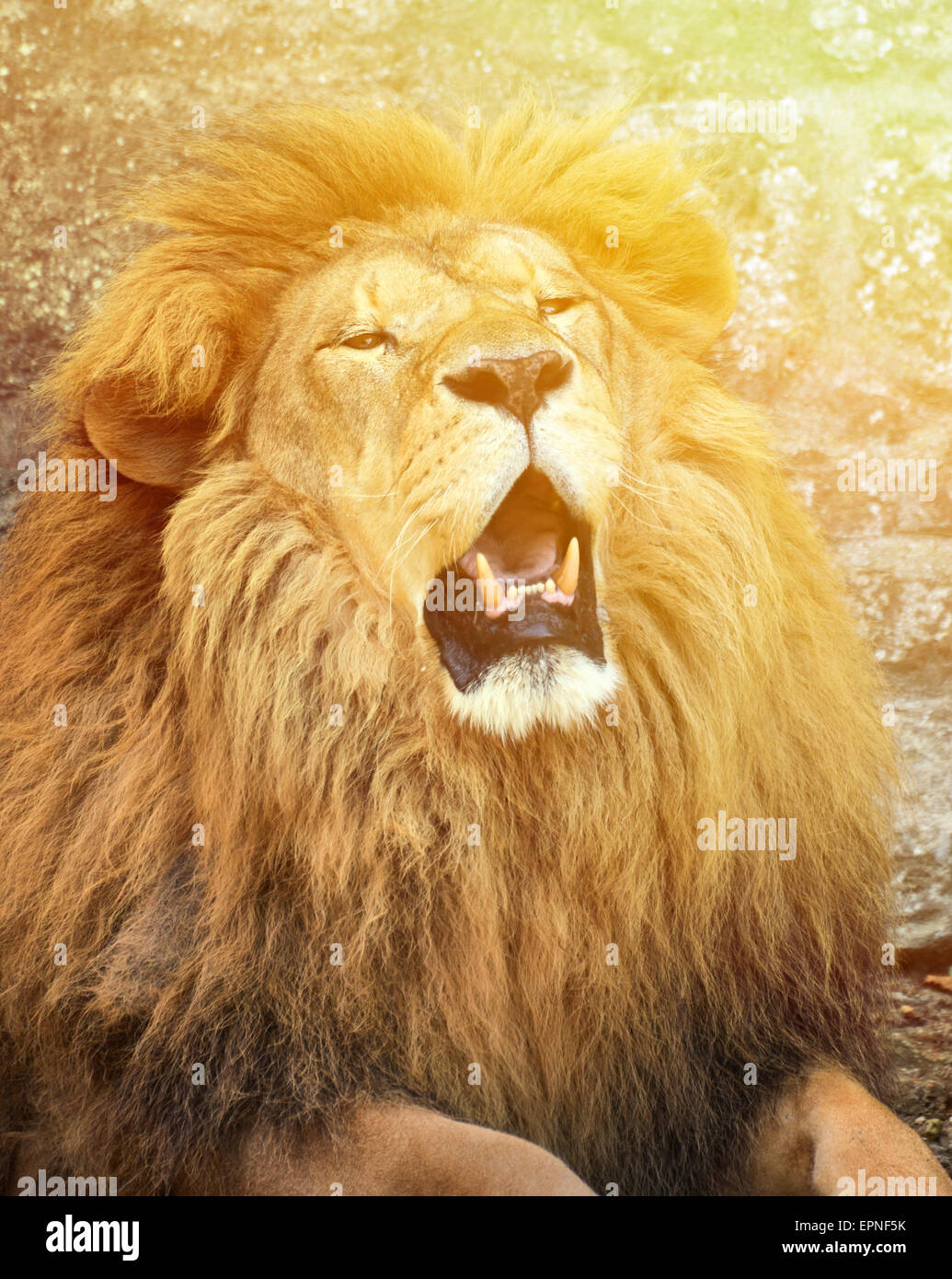 Roar Angry Male Lion Black Full Print Messenger Bag (l)