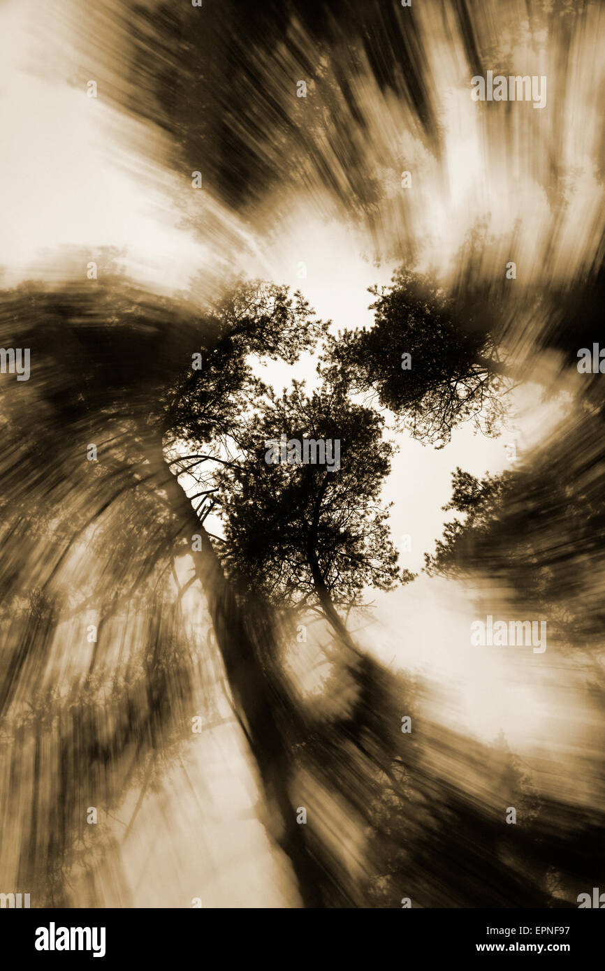 swirling trees Stock Photo - Alamy