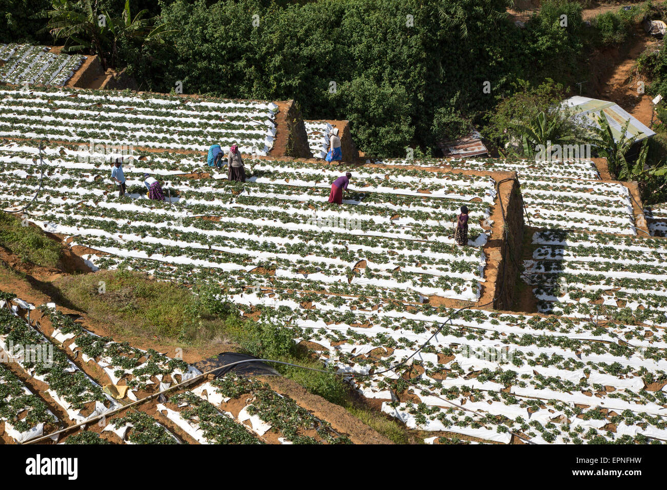 Vegetable farming, Nuwara Eliya, Central Province, Sri Lanka Stock